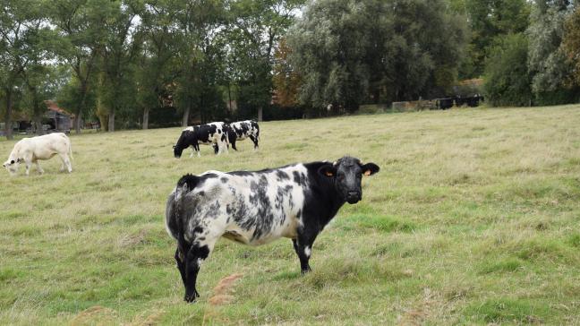 De Coevia-prijzen voor witblauw vee blijven deze week status quo.