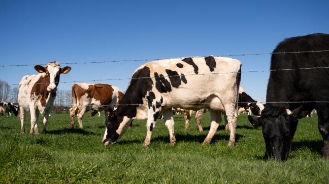 De melkveesector moet 15% reduceren ten opzichte van 2015, maar doordat de melkveesector sindsdien sterk gegroeid is,  moet die nu 25% reduceren.