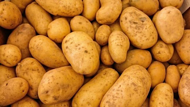 De Belgapomprijs voor vroege aardappelen lag vorige week nog op 300 euro/ton. Dat zakt deze week naar 175 euro/ton.
