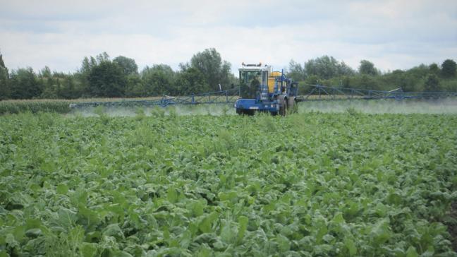 Het KBIVB meldt dat het vanaf nu belangrijk is om fungicidenbehandelingen te plannen in functie van de verwachte oogstdatum en de rasgevoeligheid.