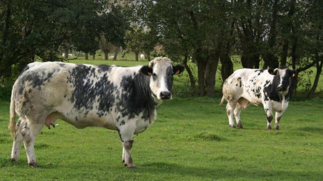 De prijs voor BWB-kalveren, koeien en stieren blijft deze week gelijk.