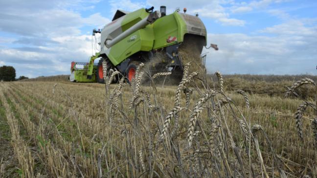 In het leem- en zandleemgebied liggen de tarwe-opbrengsten dit jaar lager. De proeven in de kustpolder scoorden beter.