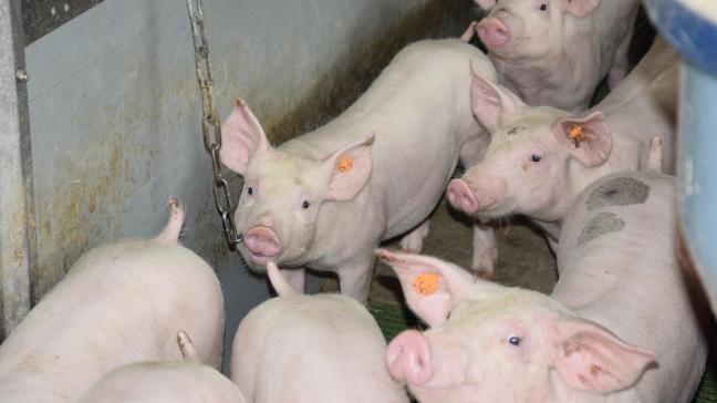 Dierengezondheidszorg Vlaanderen monitort continu de gezondheidssituatie van de veestapel in Vlaanderen, ook van de varkensstapel.