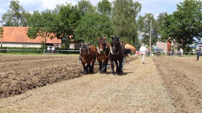 Driespan aan het ploegen in Izegem.