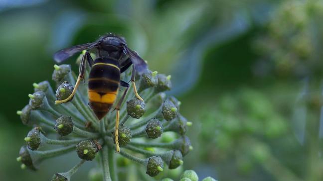 De opmars van de Aziatische hoornaaris een bedreiging voor de Europese honingbij en veroorzaakt ook overlast bij de mens.