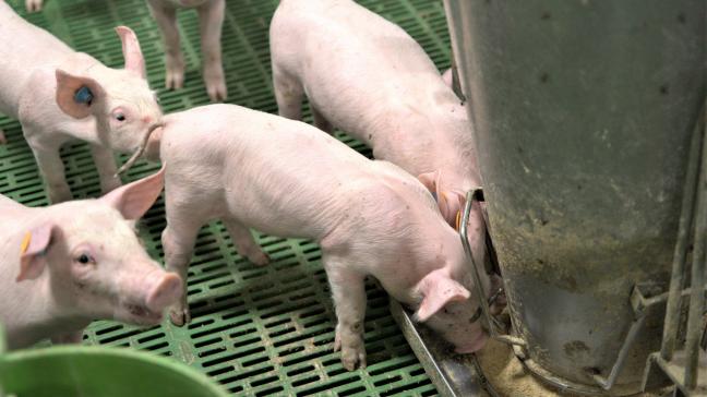 Voeder blijkt bij varkens de grootste klimaatimpact te hebben, met een aandeel van 65%.