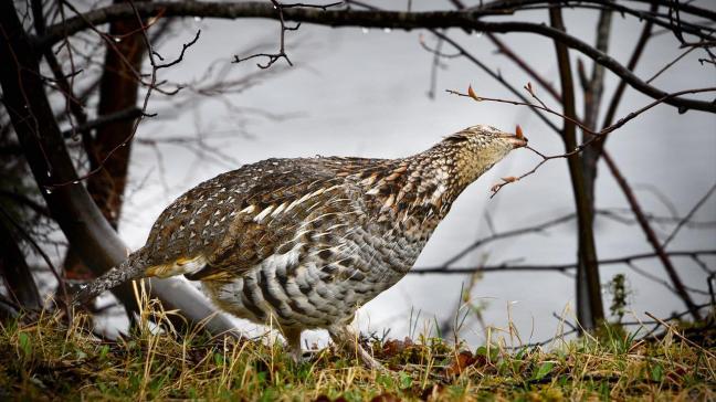 Als translocatie van wild kan voor de wilde hamster, dan moet dat voor Hubertus vereniging Vlaanderen ook voor de patrijs kunnen.