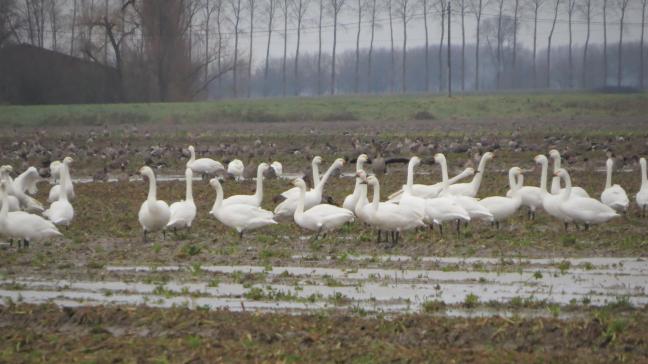De provincie Oost-Vlaanderen zoektlandbouwpercelen met oogstresten van suikerbieten en lanceert een prijsvraag bij landbouwers
