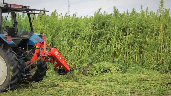 Om hennep als biomassa te oogsten volstaat een eenvoudige maaimachine.