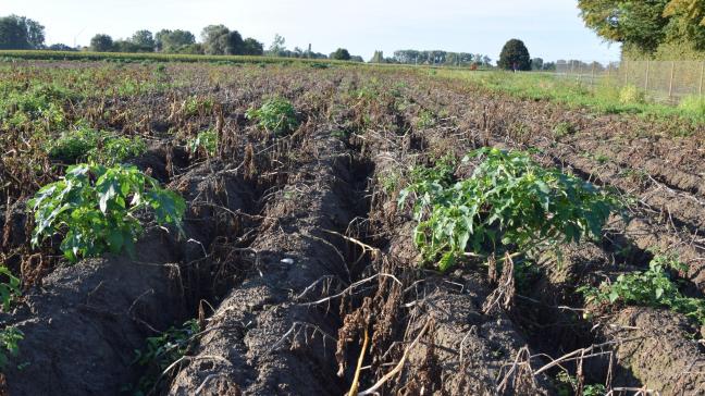 Met het afsterven van het aardappelloof worden de aanwezige doornappels beter zichtbaar. Verwijder deze!