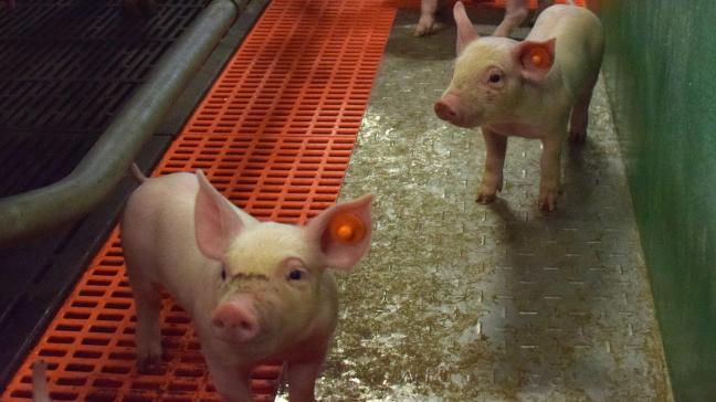 Een nieuw koninklijk besluitverplicht elke varkensboer in België om biggen te verdoven bij het castreren. Dat kan echter alleen maar als er een schriftelijk akkoord is met de bedrijfsdierenarts.
