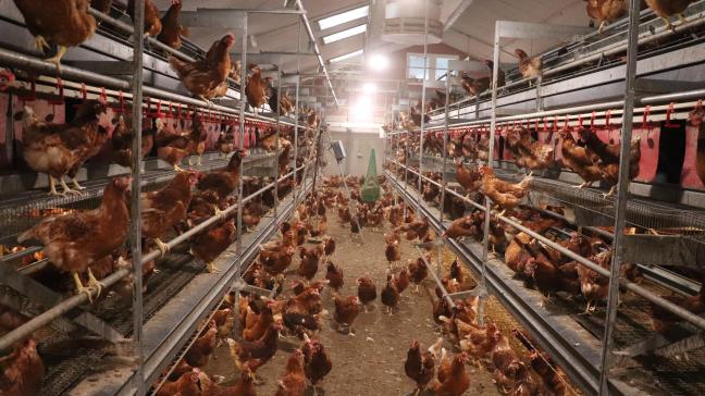 Als gevolg van vogelgriepuitbraken die sinds het najaar van 2020 woeden, is besloten om de verplichte sanitaire bijdragen in 2023 voor pluimvee te verdubbelen om de reserves van het pluimveefonds aan te vullen.