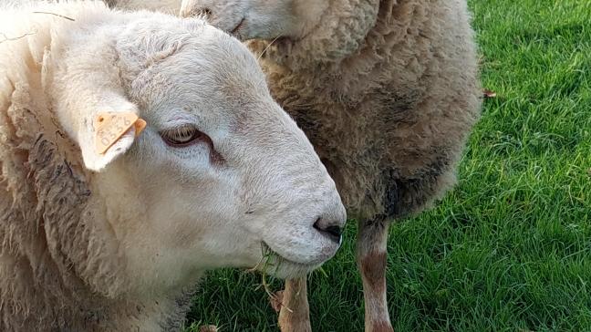 Wees alert op syptomen van blauwtong bij je schapen!