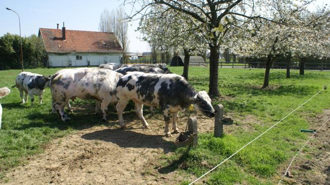 De Senaatscommissie Institutionele Aangelegenheden heeft unaniem ingestemd met het voorstel om de rechten van dieren als levende wezens in de Grondwet in te schrijven.