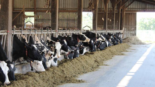 De grootste groep zorgboeren zit in de leeftijdsgroep 46 tot 60 jaar en heeft een  melkveebedrijf.