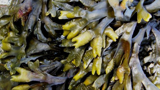 Meth’algues onderzocht de methaanreducerende eigenschapen van ‘Fucus vesiculosus’ (kelp) voor melkkoeien.