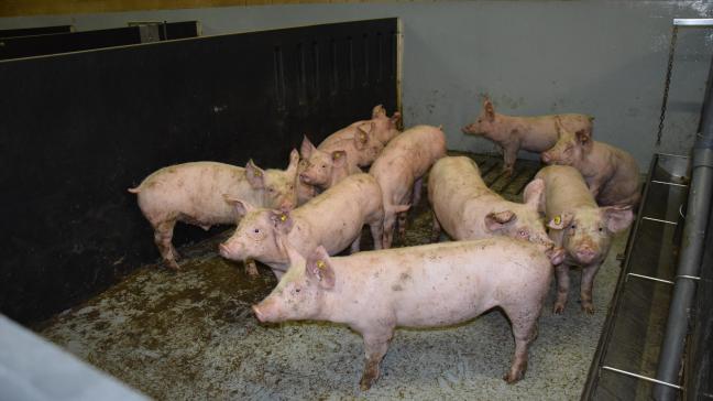 Volgens minister Demir kon de tweede ministeriële instructie stand houden want ze heeft als doel om de varkensstapel met 30% te verminderen.