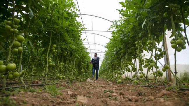 Het zuiden van Israël is bekend voor de groente- en fruitproductie.