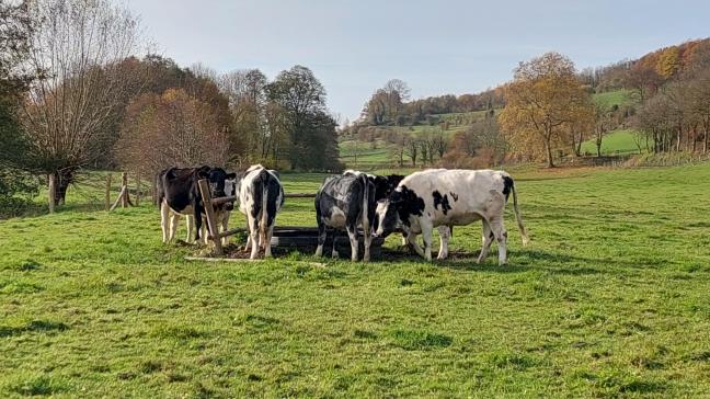 Het gaat over de eerste principiële goedkeuring van de vrijwillige uitkoopregelingen voor enerzijds de bedrijven met een impactscore boven 5% en anderzijds alle bedrijven binnen de perimeter van het Turnhouts Vennengebied.