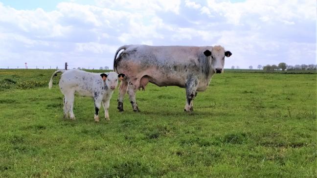 Jaarlijks worden zowat 100.000 levende runderen geëxporteerd naar andere Europese landen.