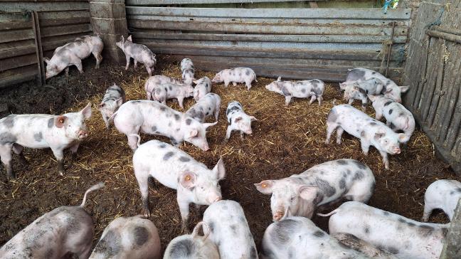 Henri Stas is de laatste fokker van Piétrain-varkens in Waals-Brabant.