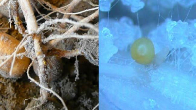 Cysten van ’Globodera rostochiensis’ op de wortels: overzicht (links) – detail (rechts)