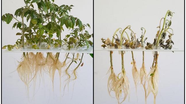 Tomatenplanten voor de besmetting (links) en na de besmetting (rechts).