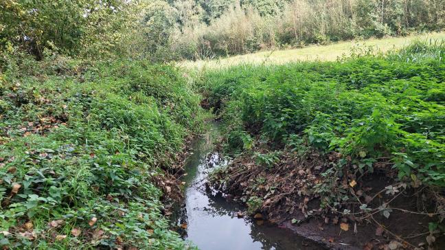 Het Vlaamse regeerakkoord voorziet om 20.000 bijkomende ha natuur onder effectief natuurbeheer te brengen.