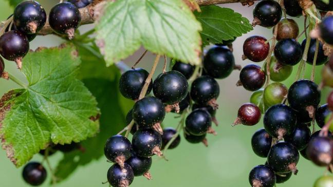 Bessenstruiken plant men het best in de herfst.