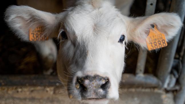 Zowel opstartende nieuwe bedrijven als bestaande bedrijven die één of meerdere bestaande activiteiten sterk aanpassen of uitbreiden met een nieuwe bedrijfsactiviteit, komen in aanmerking voor de VLIF-steun.