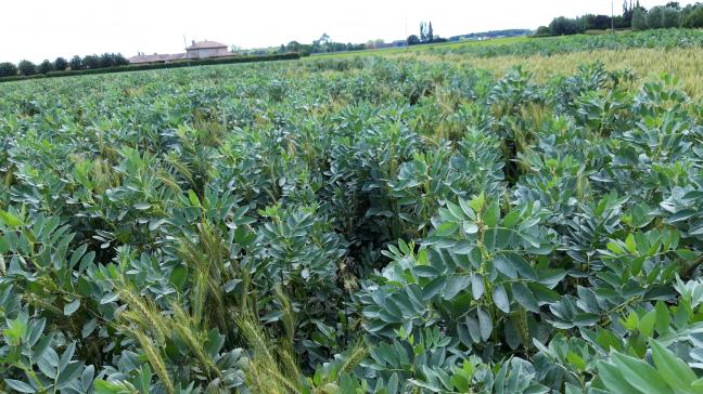 Eén van de steunmogelijkheden is ‘Ecoregeling vruchtafwisseling met vlinderbloemigen’.