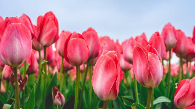 Tulpen die groeien in de schaduw bloeien langer