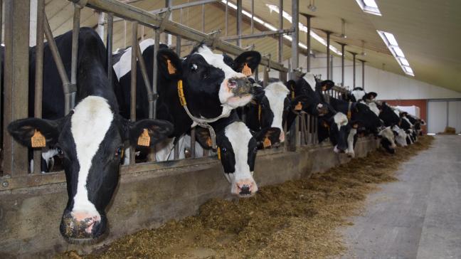 Koeien groeperen en van een aangepast rantsoen voorzien volgens productieniveau zal in veel gevallen de rendabiliteit verbeteren, zelfs als de melkproductie wat zakt bij  de groepswissels.