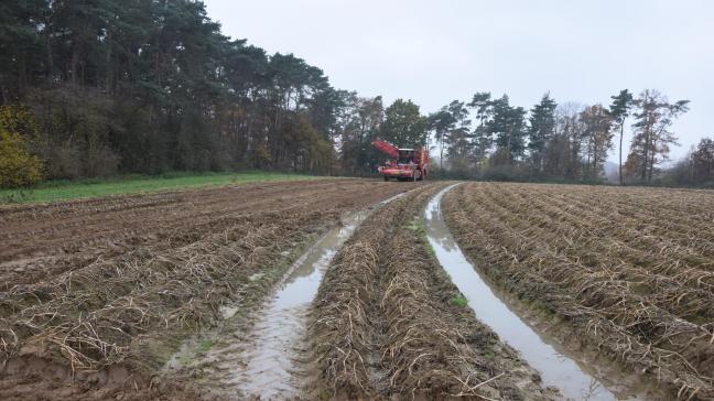 De laatste aardappelvelden kunnen maar moeilijk gerooid worden.