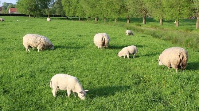 In ons land zijn sinds oktober nog maar 3 besmettingen met blauwtong bij schapen officieel bevestigd, allemaal aan de grens met Nederland.
