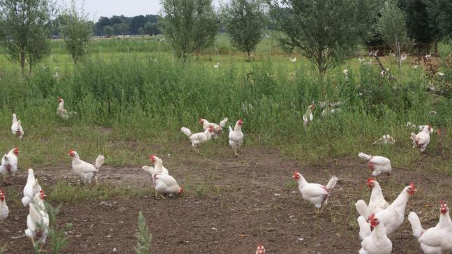In Nederland is er opnieuw een landelijke ophokplicht voor kippen en andere vogels.