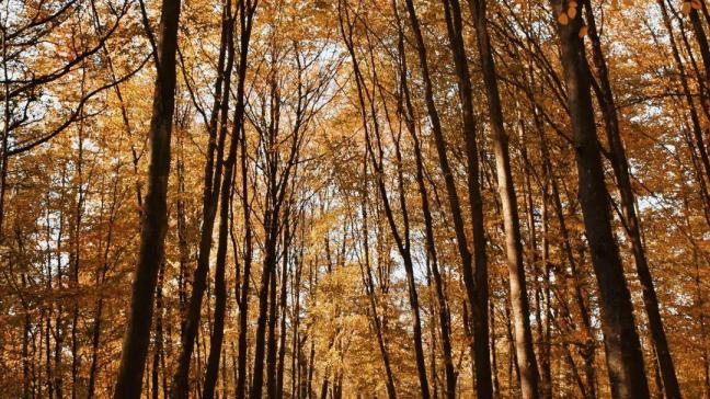 De stad Arnhem laat 9 varkens los in het bos.