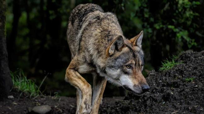 Een zwervende wolf is door Geel getrokken.