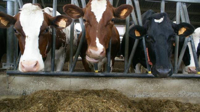 Een van de ecoregelingen in het Gemeenschappelijk Landbouwbeleid (GLB) heeft betrekking op landbouwers die via voedermanagement de methaanuitstoot van hun runderen verlagen.