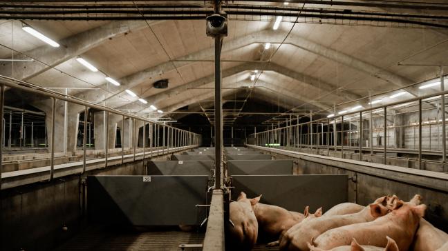 In het slachthuis worden alle dieren in de gaten gehouden door een camerasysteem. De beelden worden eerst geanalyseerd door een expert dierenwelzijn. Op basis van die bevindingen worden AI-modellen dan getraind om dieronvriendelijke situaties te herkennen.