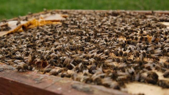 Voor de periode 2023-2025 zijn 7 bijenprojecten goedgekeurd.