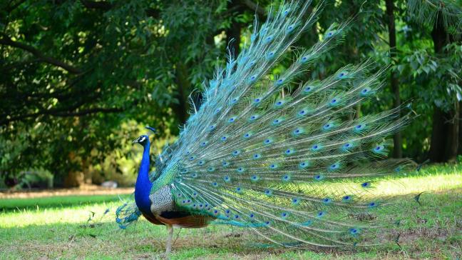 Dierenpark Pairi Daiza heeft 15 pauwen gevaccineerd tegen de vogelgriep.