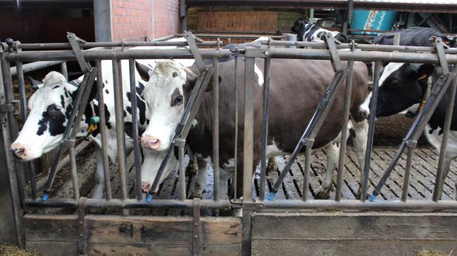 “Met dit geamendeerde stikstofdecreetkunnen bedrijven rekenen op enige duidelijkheid over hun huidige bedrijfssituatie, maar het biedt geen perspectief voor onze jonge boeren die hun bedrijf graag verder willen uitbouwen”, zegt Boerenbondvoorzitter Lode Ceyssens.