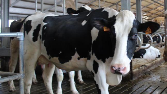 Op een Belgisch melkveebedrijf worden gemiddeld 20,6 niet-wettelijk verplichte duurzaamheidsinitiatieven toegepast.