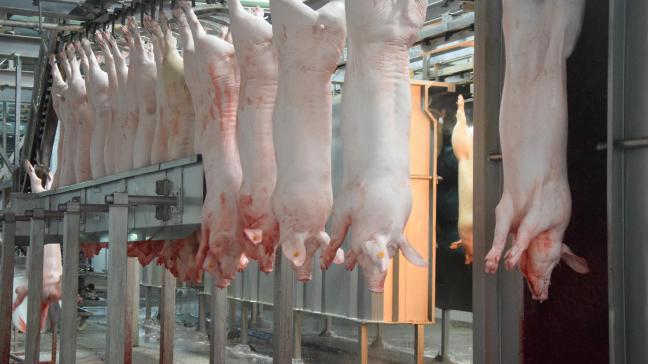 Als in Europa de productie van varkens daalt en de vraag naar varkensvlees op hetzelfde niveau blijft, wordt het varken het nieuwe goud, voorspelt Luc Verspreet.