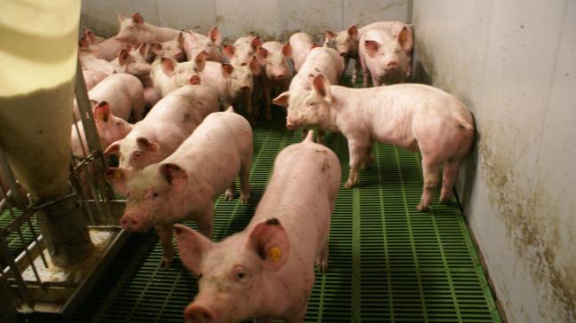 Staartbijten kan heel veel verschillende oorzaken hebben. Het voorkomen ervan is een van de uitdagingen voor de varkenssector.