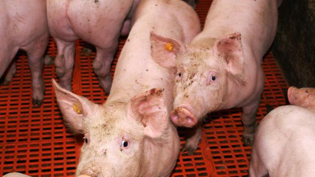 Colombia is het eerste land dat genetische modificatie van varkens toelaat in de strijd tegen PRRS.