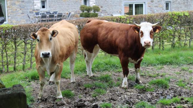 De nationale veehandelfederatie (FNCB) dringt er bij de Europese Unie op aan om de traditionele Europese markten te heropenen nu de Belgische rundvleessector met een zorgwekkende situatie wordt geconfronteerd.