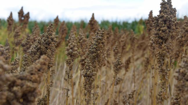 Quinoa is een blijver in het teeltplan voor boer Wouter Saelens uit Herent.