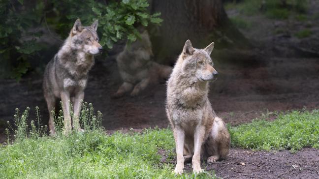 In heel Europa leven momenteel meer dan 20.000 wolven, de roedels zijn over 23 lidstaten verspreid.